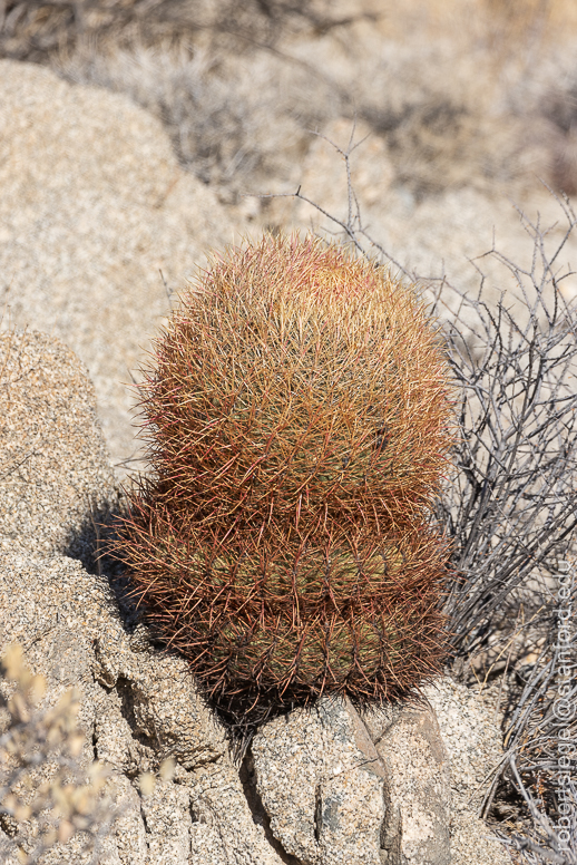 Joshua Tree